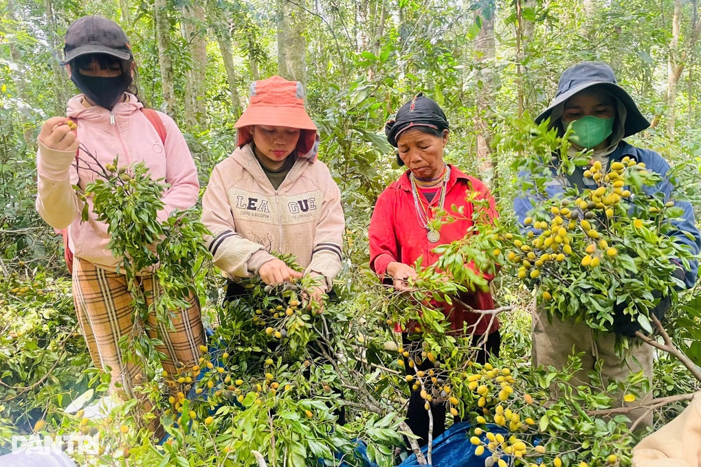 Người dân ồ ạt vào rừng hái “lộc trời”, kiếm gần nửa triệu đồng mỗi ngày - 1 Người dân ồ ạt vào rừng hái “lộc trời”, kiếm gần nửa triệu đồng mỗi ngày - 1