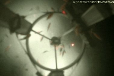 Thế giới sinh vật phong phú ở độ sâu 500m dưới đáy lớp băng Nam Cực