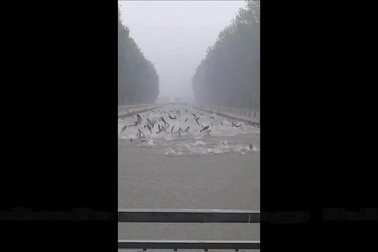 Kinh ngạc hình ảnh hàng trăm con cá nhảy lên khỏi mặt nước sau cơn mưa lớn