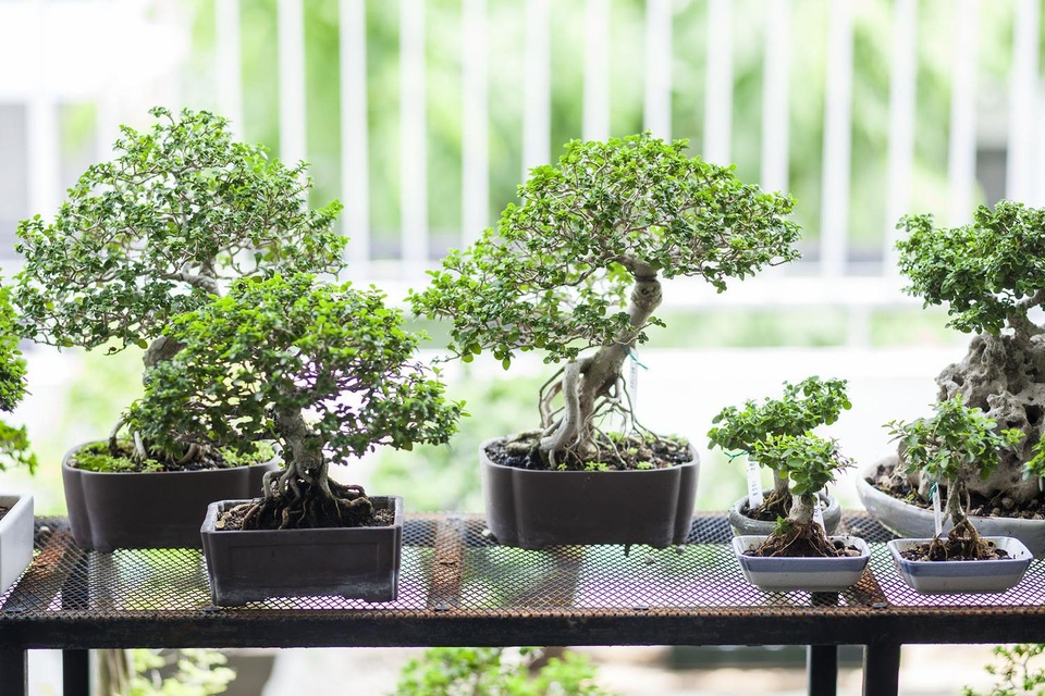 Choáng ngợp ngôi nhà 300m2 với khu vườn bonsai toàn cây “khủng” - 8 Choáng ngợp ngôi nhà 300m2 với khu vườn bonsai toàn cây “khủng” - 8