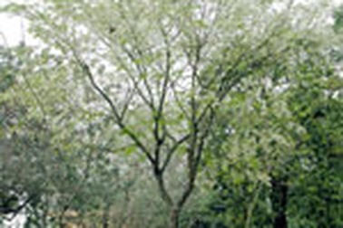 Gỗ sưa: Mất bò mới lo làm chuồng 