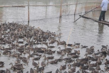 Chủ trại vịt trời ngày đêm chăm bẵm, gom hàng phục vụ Tết