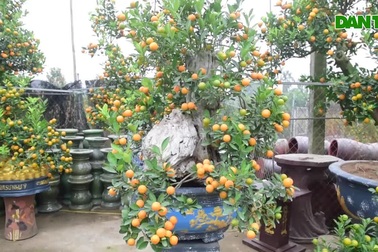 Độc đáo quất ghép gỗ lũa giá chục triệu đồng