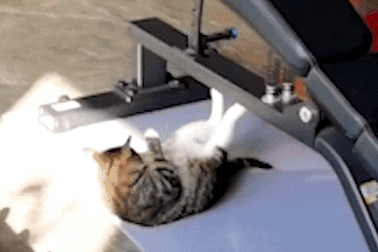 Sửng sốt trước chú mèo... tập thể hình