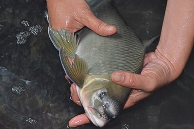 Quà biếu cá Anh Vũ giá hàng chục triệu đồng dịp Tết