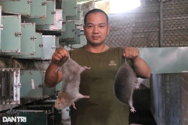 Chàng thanh niên Gia Lai mày mò nuôi dúi giữa vùng "ốc đảo"