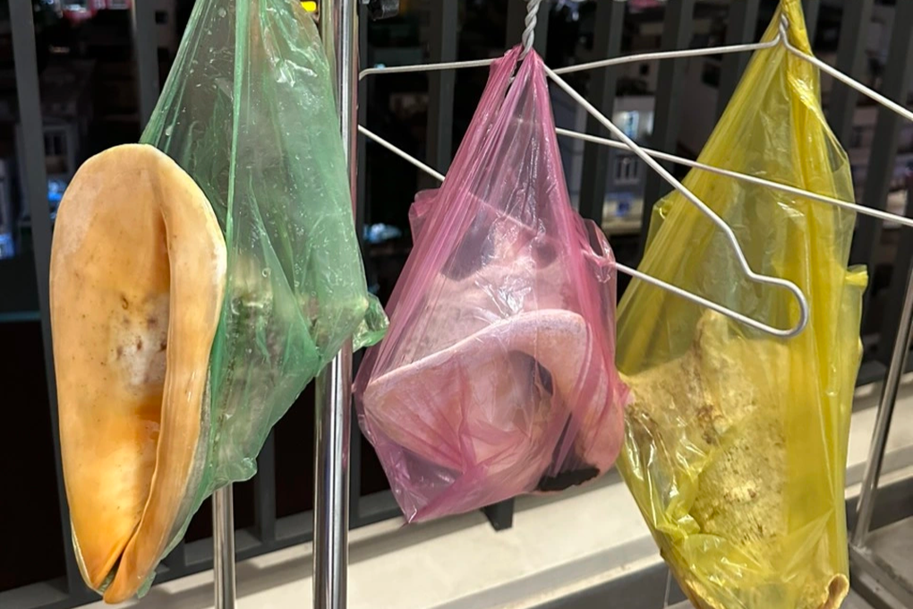 Ốc lạ nặng 5kg, TikToker Việt 4 lần trải nghiệm vẫn không gỡ được thịt - 2 Ốc lạ nặng 5kg, TikToker Việt 4 lần trải nghiệm vẫn không gỡ được thịt - 2