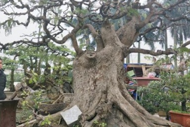 "Cụ" me bonsai trăm tuổi được rao bán gần 200 triệu ở Đồng Nai