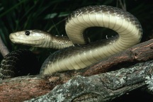 5 loài vật nguy hiểm nhất thế giới