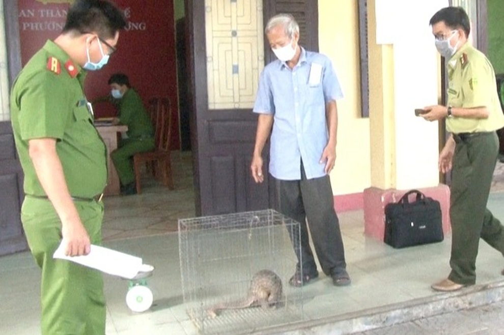 Tê tê quý hiếm bất ngờ chạy vào nhà dân - 2 Tê tê quý hiếm bất ngờ chạy vào nhà dân - 2