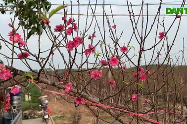 Đào Nhật Tân nở sớm rực rỡ