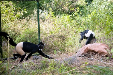 Hai con voọc mông trắng cực hiếm được thả về tự nhiên