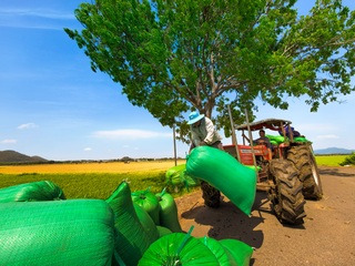 Cánh đồng lúa chưa chín đều thành 2 màu xanh - vàng gây sốt ở TPHCM - 11