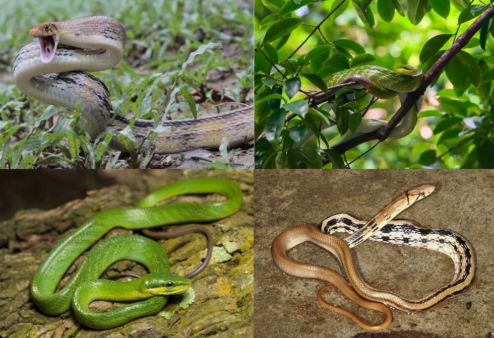 Những loài rắn tại Việt Nam, giống hệt rắn độc nhưng vô hại