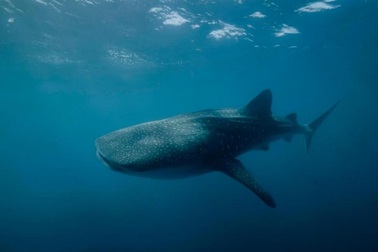 Loài cá nào lớn nhất đại dương?