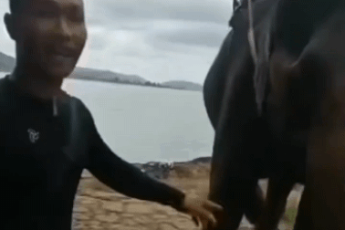 Du khách bị voi quật văng xuống đất vì tự ý chạm vào vòi của con voi