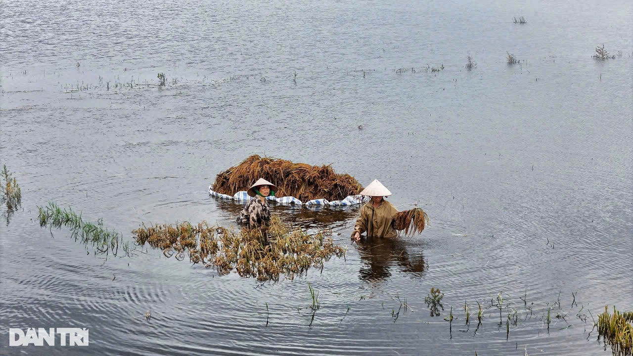 Người dân Hà Nội mót từng cọng lúa chìm trong nước, nhiều nhà mất trắng - 4