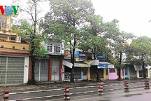 Người dân Khánh Hòa khổ vì…hoa sữa 