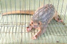 Tê tê quý hiếm bất ngờ chạy vào nhà dân