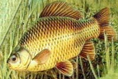 Cá chép - thức ăn lý tưởng của phụ nữ có thai 