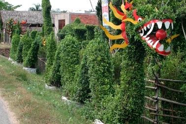 Kiểng rồng hối hả đón Tết Nhâm Thìn