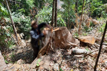 Bàng hoàng trước cảnh rừng xanh bị "xẻ thịt", cây rừng bị đốn hạ la liệt…!