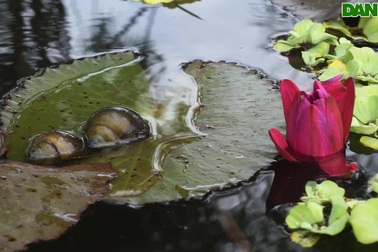 Nam điều  dưỡng nghỉ việc về quê đào ao nuôi "vàng đen"