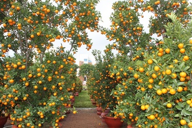 Mai, đào, quất "du xuân"
