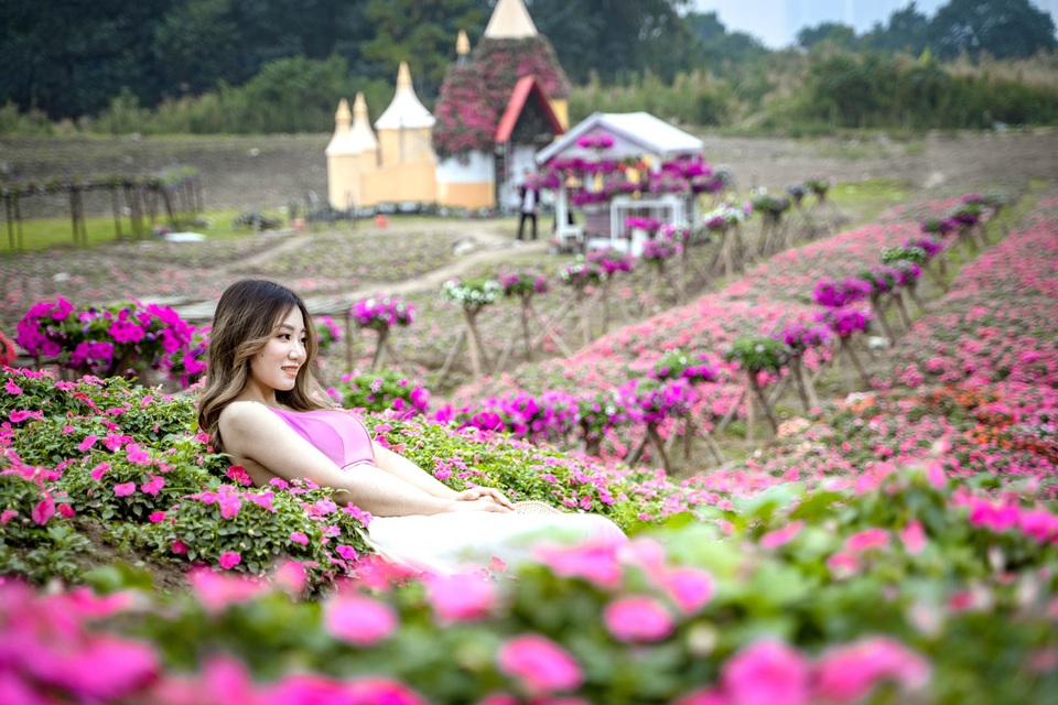 Đồi hoa ngọc thảo hồng đẹp như tranh vẽ tại Hà Nội - 9 Đồi hoa ngọc thảo hồng đẹp như tranh vẽ tại Hà Nội - 9