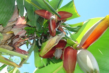 Cây chuối trổ 10 buồng và 18 bông hoa