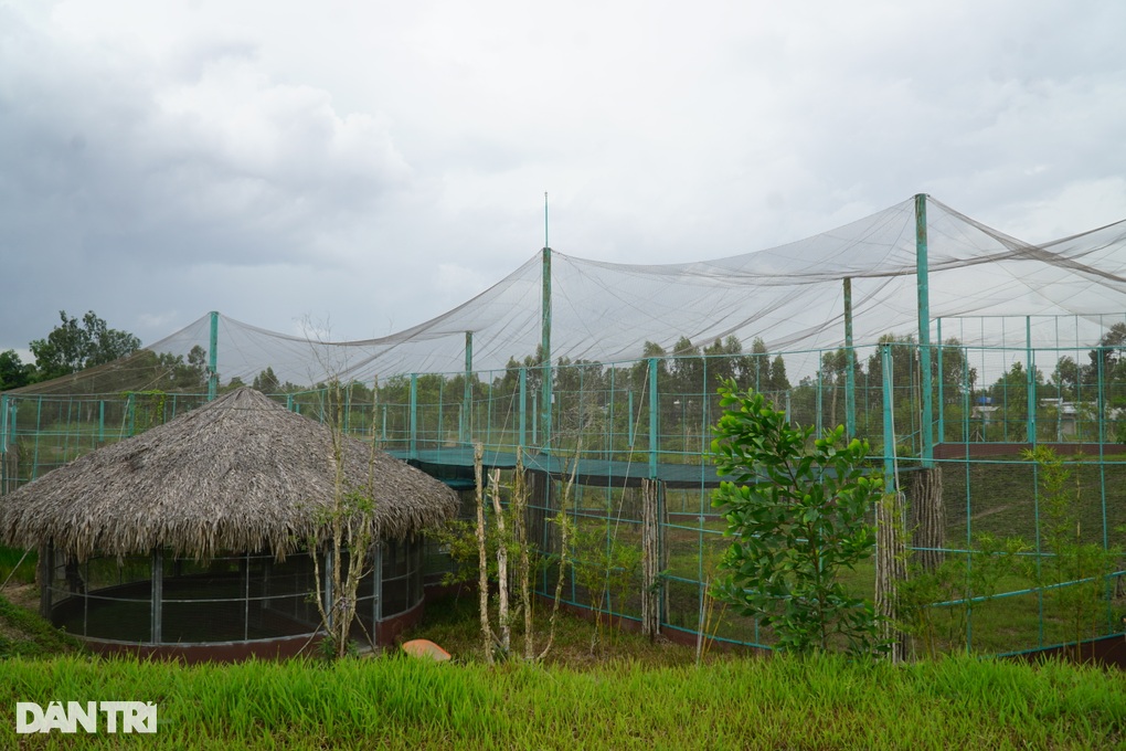 30 năm giữ Tràm Chim, thấy sếu lòng vẫn xốn xang như người thương qua ngõ - 6 30 năm giữ Tràm Chim, thấy sếu lòng vẫn xốn xang như người thương qua ngõ - 6