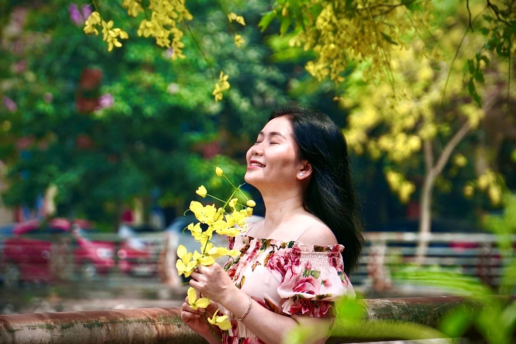 Mãn nhãn với muồng hoàng yến nở vàng rực rỡ trên phố phường xứ Thanh - 5 Mãn nhãn với muồng hoàng yến nở vàng rực rỡ trên phố phường xứ Thanh - 5
