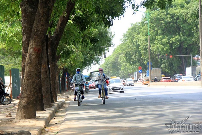 chặt cây, Hà Nội, đường Phạm Văn Đồng, xà cừ