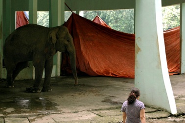 Hà Nội: Voi một ngà trong vườn thú Thủ Lệ tử vong