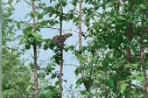 Báo hoa mai rơi cắm đầu sau cú nhảy "chuyền cành" bắt khỉ con