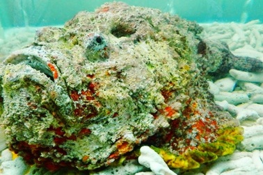 Vừa khiếp sợ, vừa thèm thuồng với đặc sản “quỷ dữ” đại dương