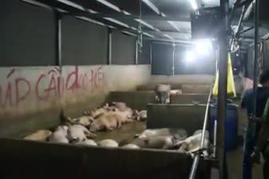 Đàn heo nghi vấn bị tiêm thuốc an thần, chuẩn bị đưa đi mổ