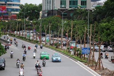 Chủ tịch Hà Nội lý giải việc trồng phượng trên các tuyến phố