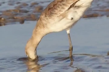 Chú chim thích nghi với cuộc sống sau khi bị mất một chân