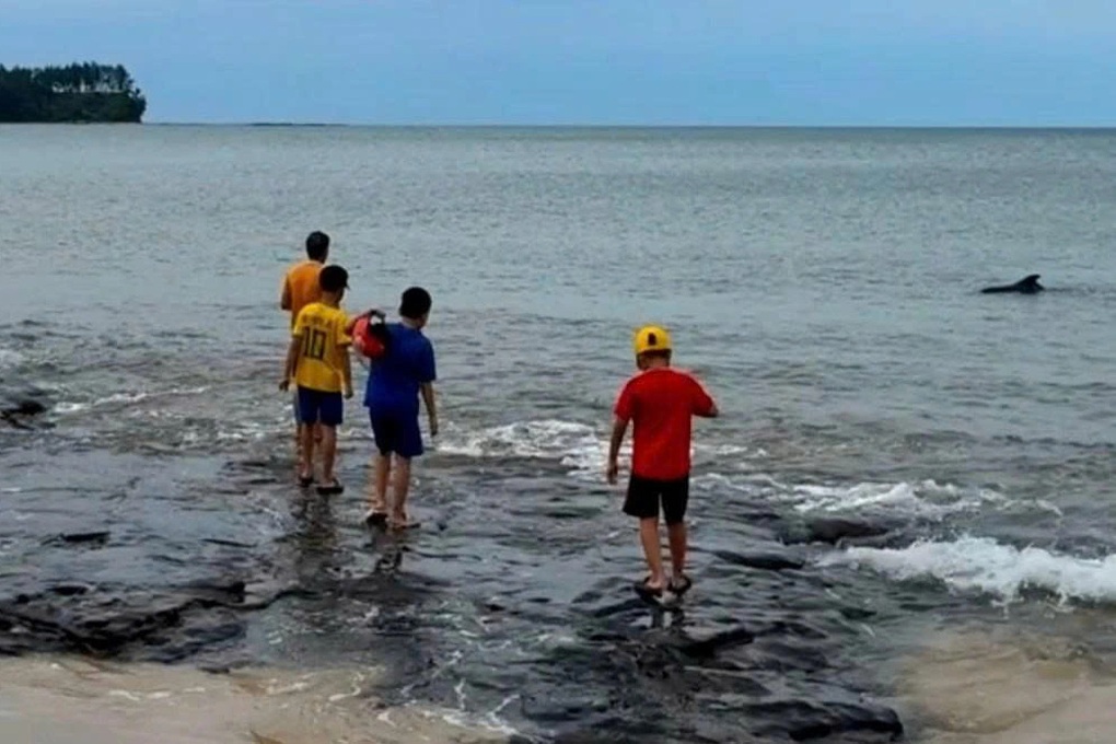 Cá heo xuất hiện gần bãi tắm, người dân thích thú bơi ra vui đùa - 1 Cá heo xuất hiện gần bãi tắm, người dân thích thú bơi ra vui đùa