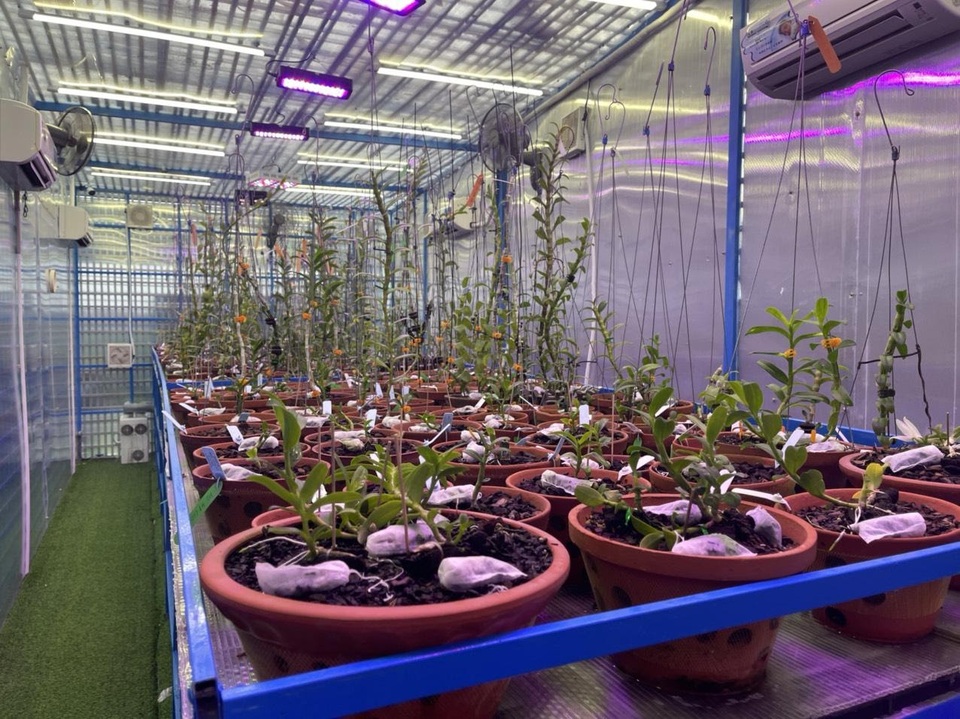 Lắng nghe kinh nghiệm quý báu về cách chăm lan hồ điệp nở đúng dịp Tết của nghệ nhân Quý Trần - 4 Lắng nghe kinh nghiệm quý báu về cách chăm lan hồ điệp nở đúng dịp Tết của nghệ nhân Quý Trần - 4