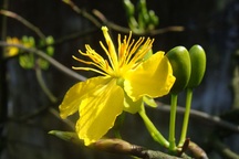 Ngỡ ngàng ngắm mai nở muộn