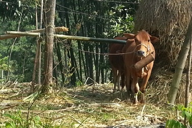 Thanh Hóa: Phát hiện ổ dịch lở mồm long móng trên đàn gia súc