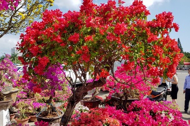 Ngắm những cây hoa giấy “khủng” có giá hàng chục triệu đồng