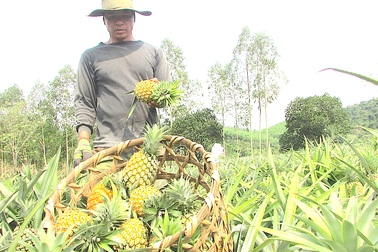 Ông “vua” đất dứa kể chuyện làm giàu