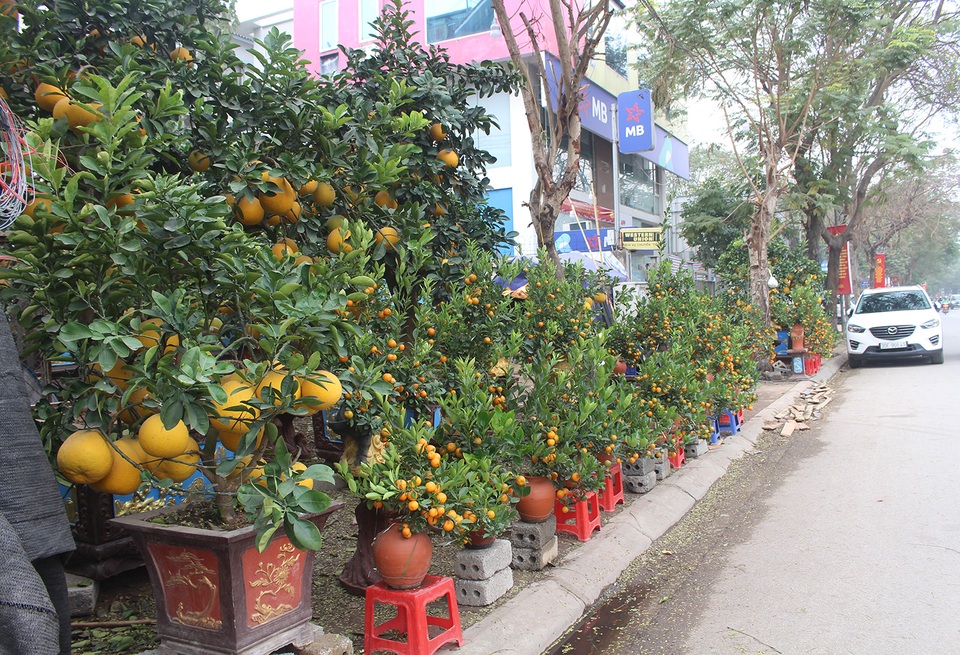 Hà Nội: Quất, mai, lan, đào đua nhau chở mùa xuân xuống phố - 2 Hà Nội: Quất, mai, lan, đào đua nhau chở mùa xuân xuống phố - 2