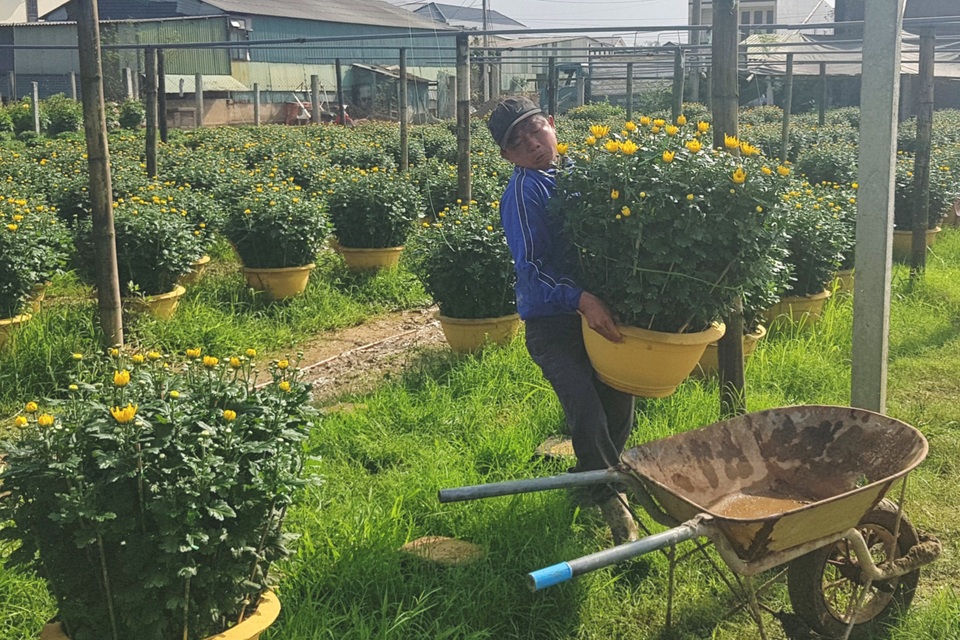 Làng hoa lớn nhất Quảng Trị rực rỡ đón Xuân - 3 Làng hoa lớn nhất Quảng Trị rực rỡ đón Xuân - 3