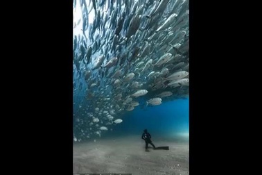 Ngạt thở với "cơn lốc" cá dưới đáy đại dương