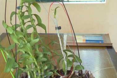 Tin lời "gian thương", bỏ gần 300 triệu đồng mua lan đột biến gắn keo 502