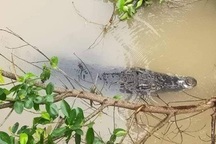 Đồng Tháp: Hoảng hồn vì cá sấu "khủng" nổi lập lờ dưới sông